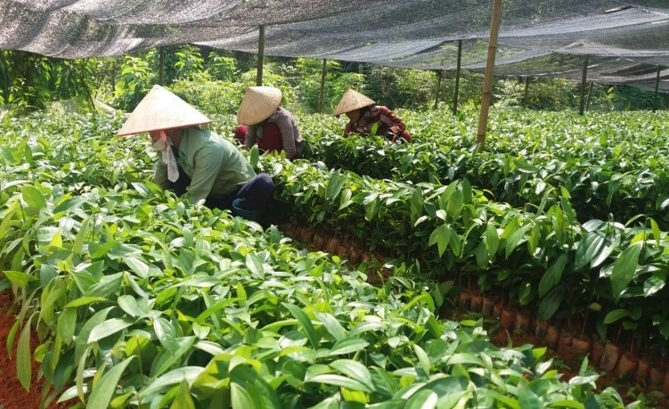 Chú trọng nâng cao năng suất, chất lượng rừng từ khâu sản xuất giống..jpg