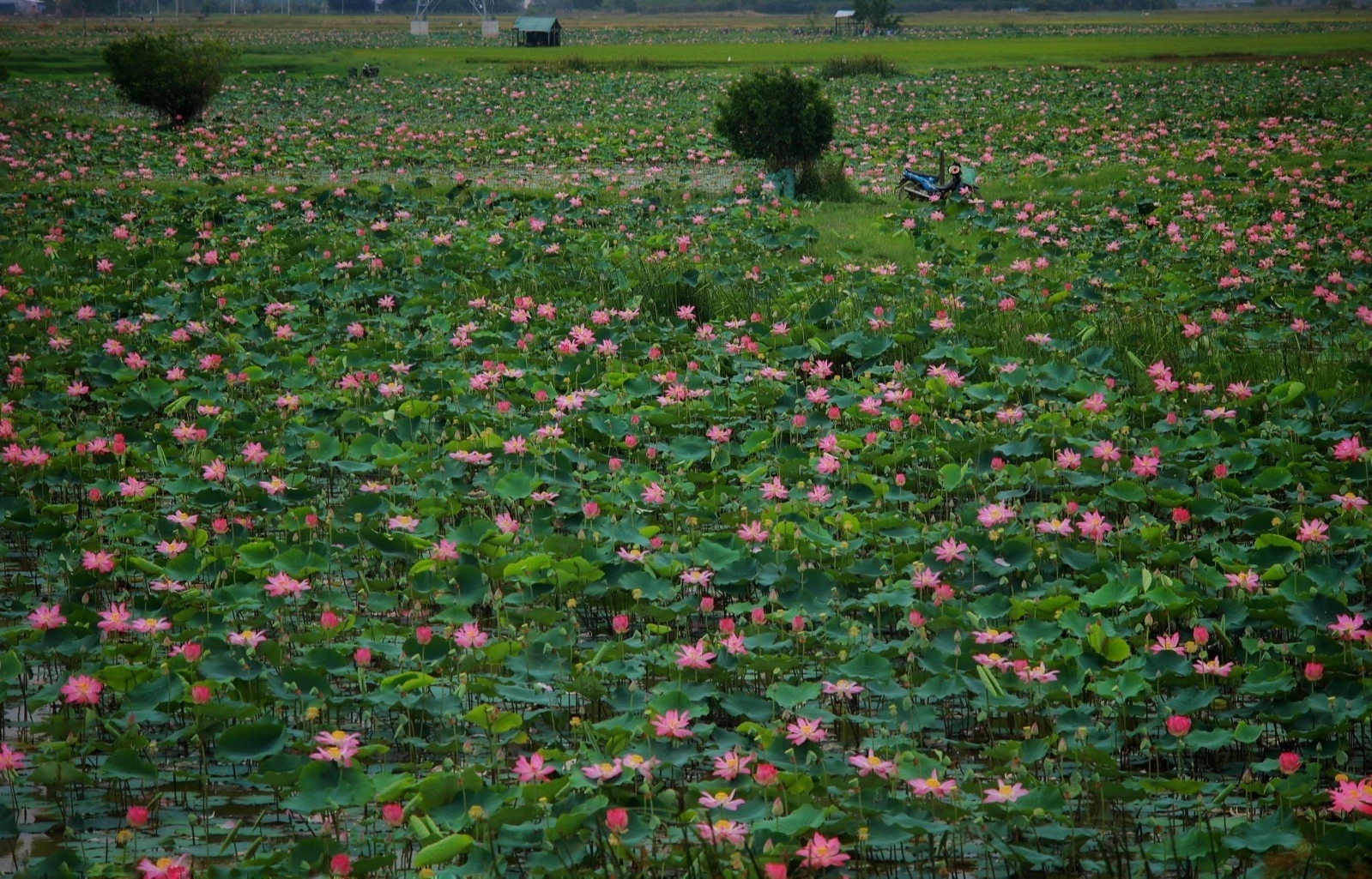Người dân tại Ninh Phước (Ninh Thuận) trồng hoa sen cho mục đích thương mại.