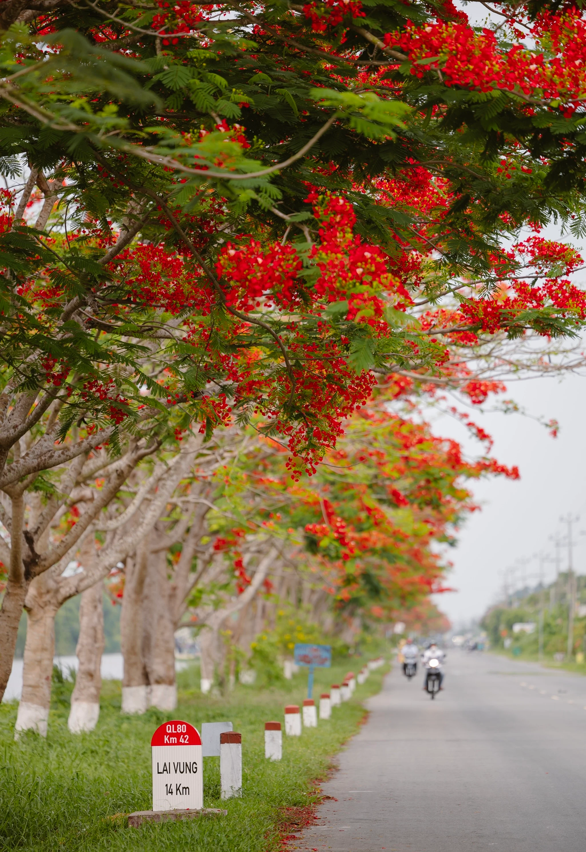 Hàng phượng vĩ tại Lấp Vò (Đồng Tháp).