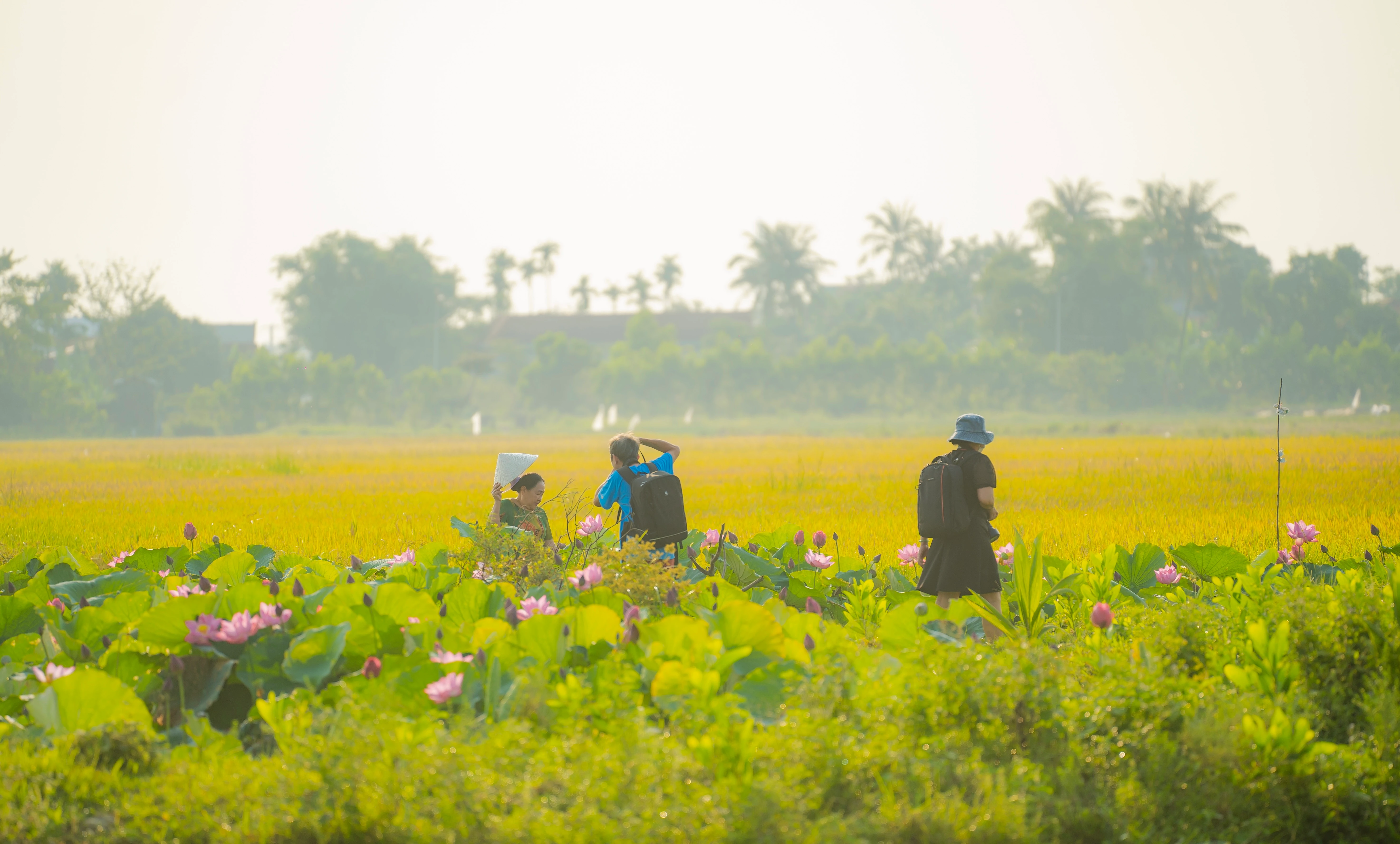 Hồ sen tại làng La Chữ (Huế).