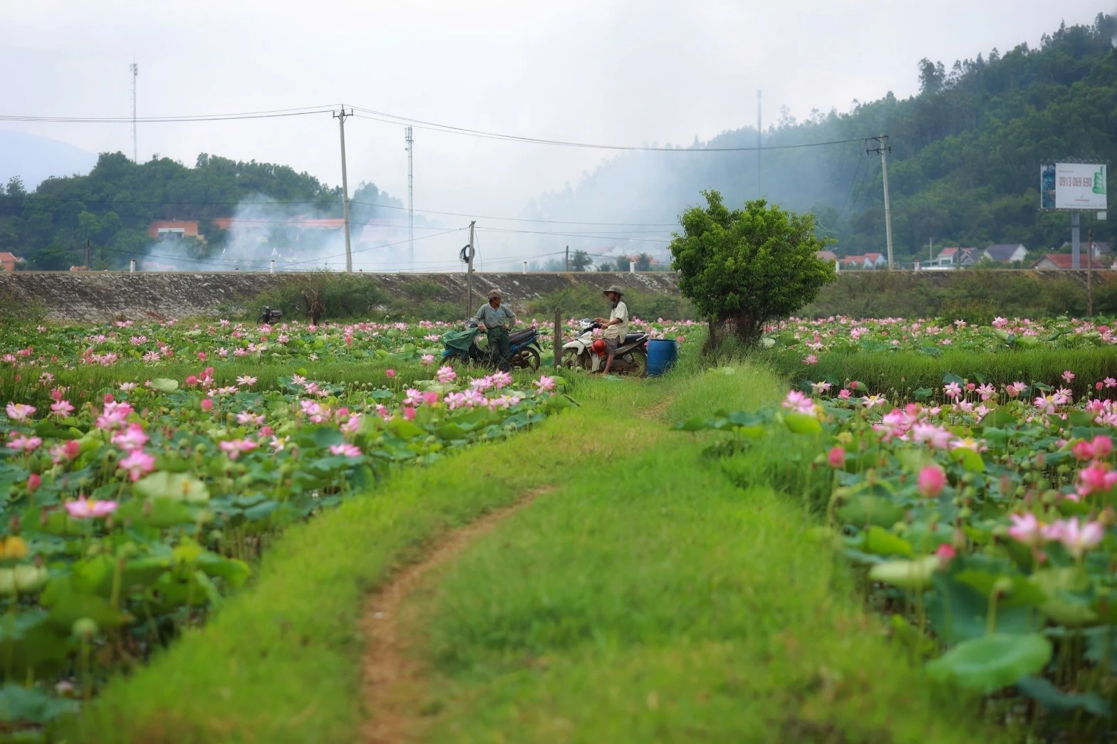 Người dân tại Ninh Phước (Ninh Thuận) trồng hoa sen cho mục đích thương mại.