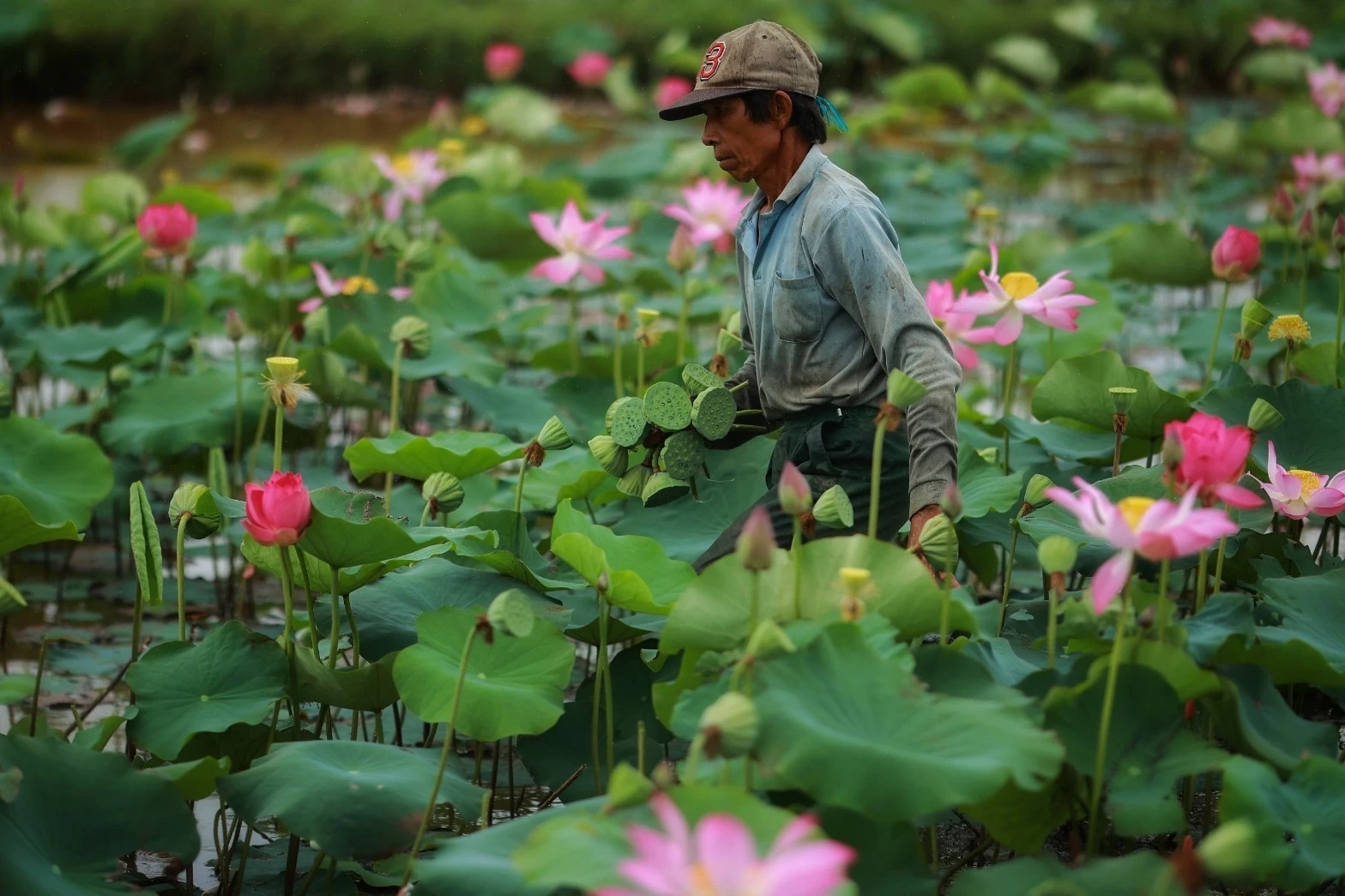 Người dân tại Ninh Phước (Ninh Thuận) trồng hoa sen cho mục đích thương mại.