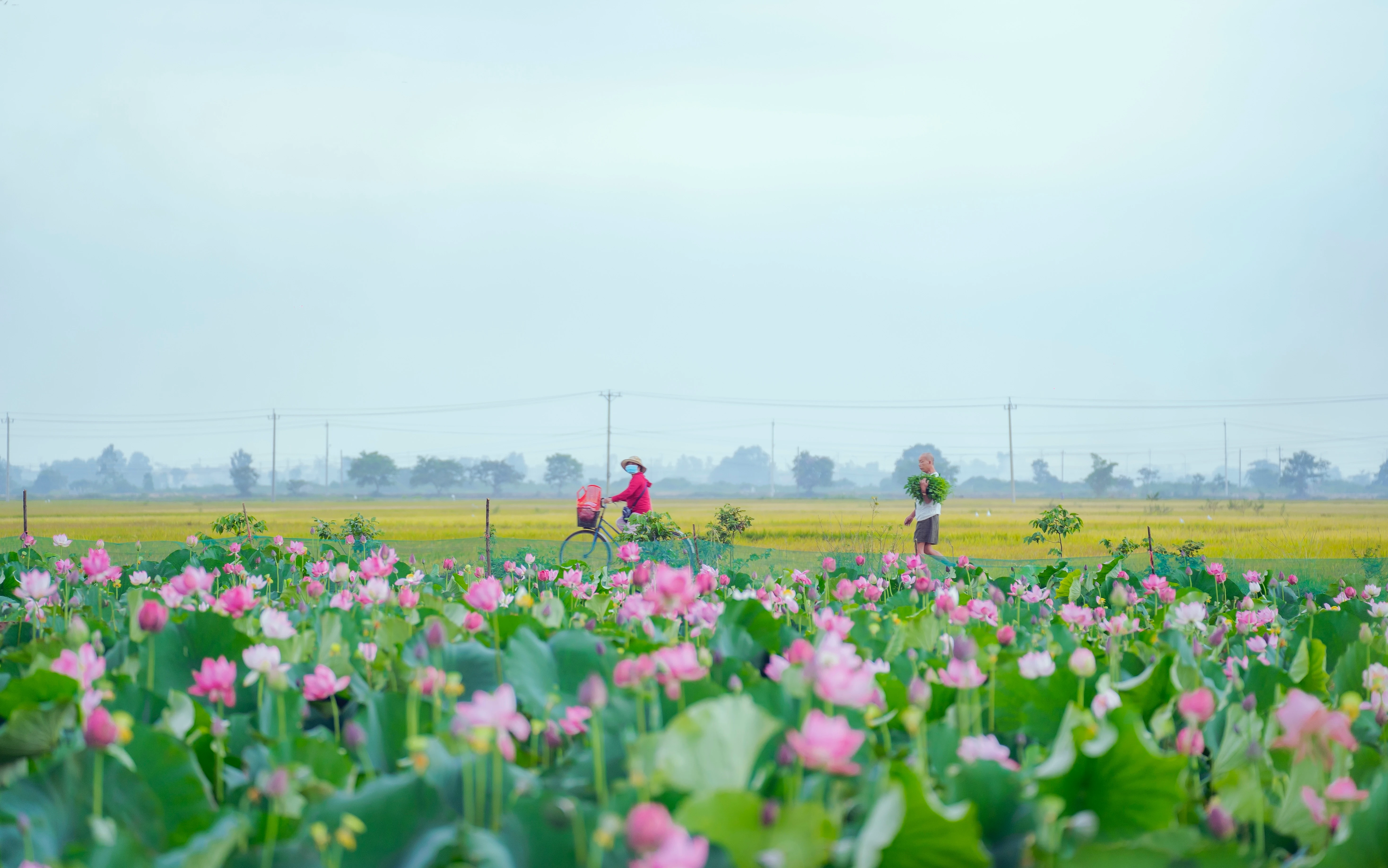 Hồ sen tại làng La Chữ (Huế).