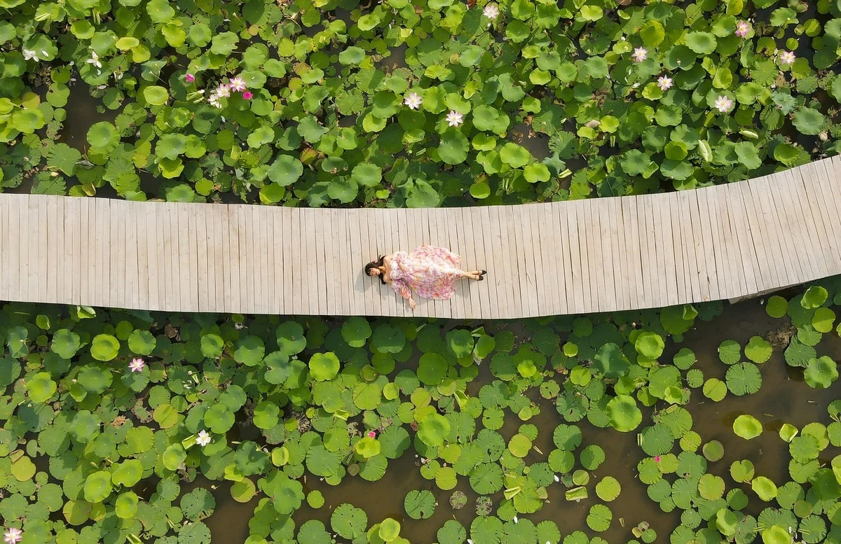 Hồ sen nhìn từ trên cao.