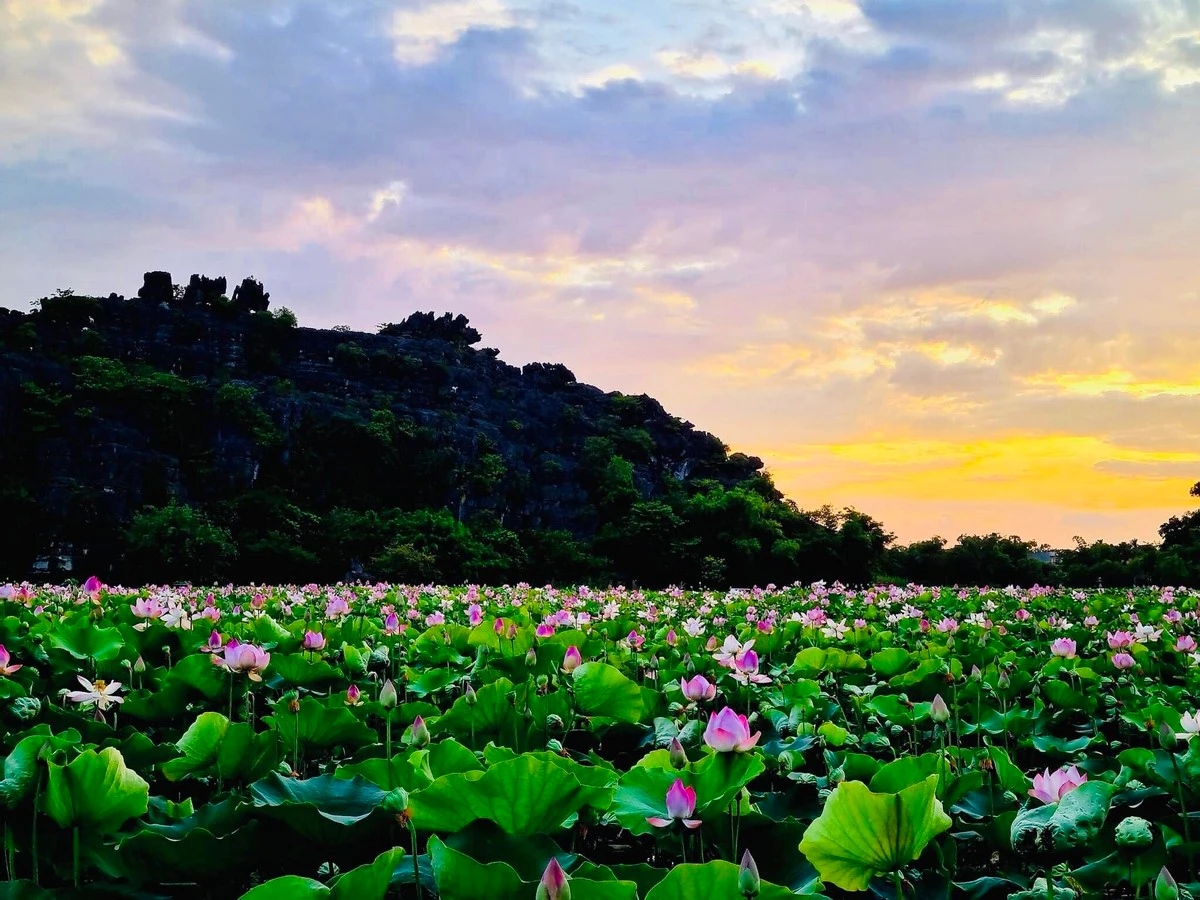 Hồ sen được chụp lúc bình minh.
