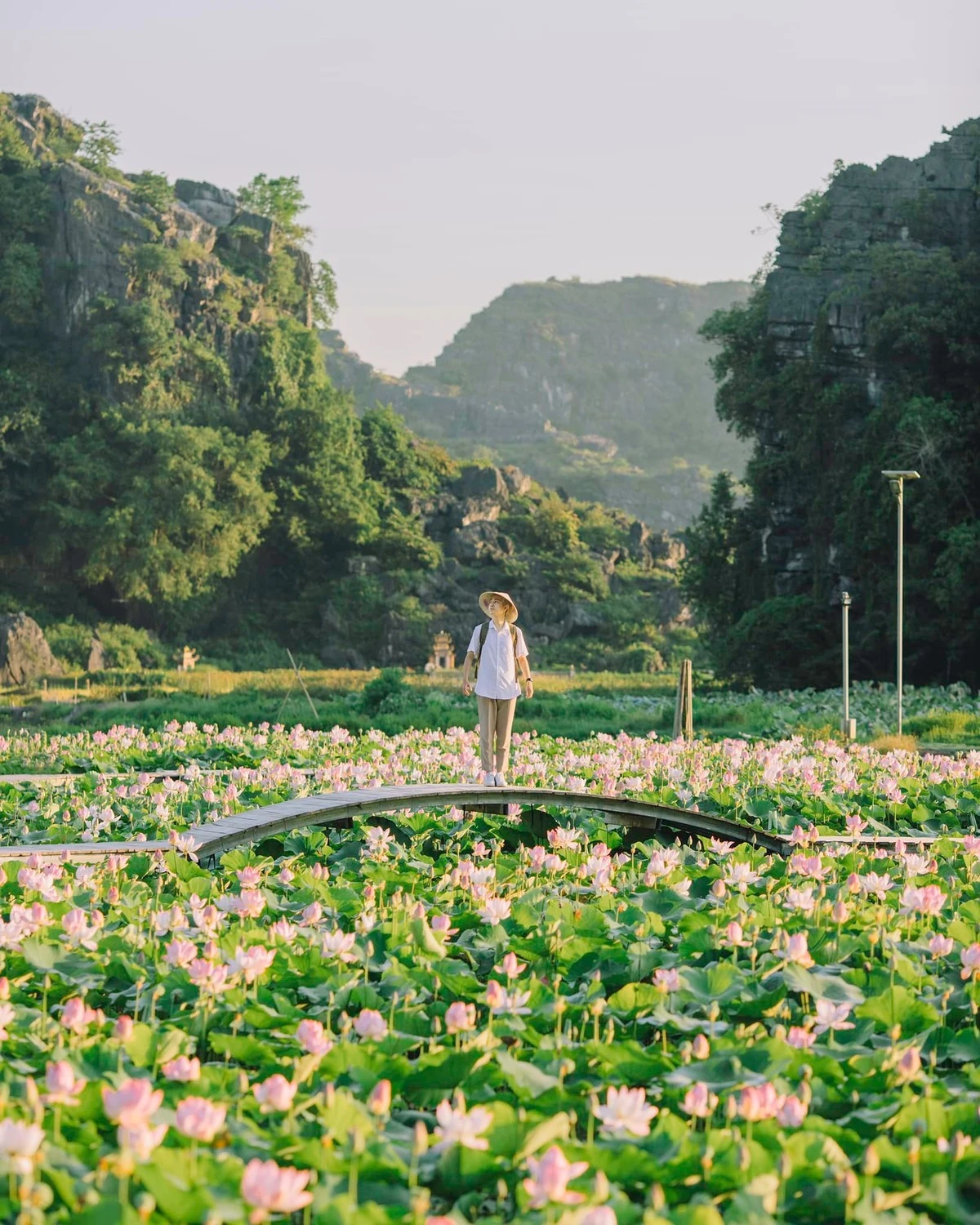 Hồ sen tuyệt đẹp.