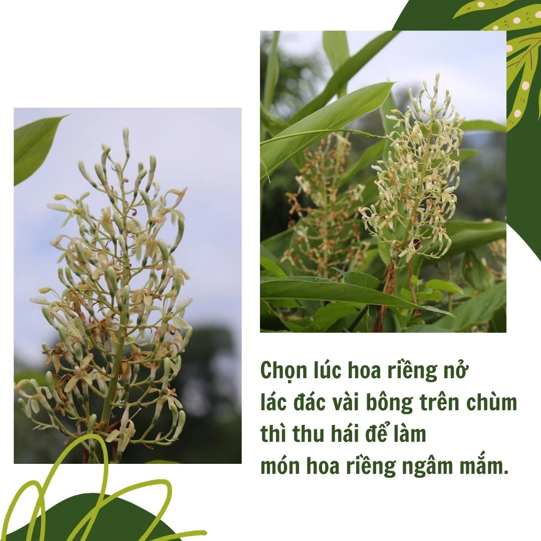 Hoa riềng 456.jpg