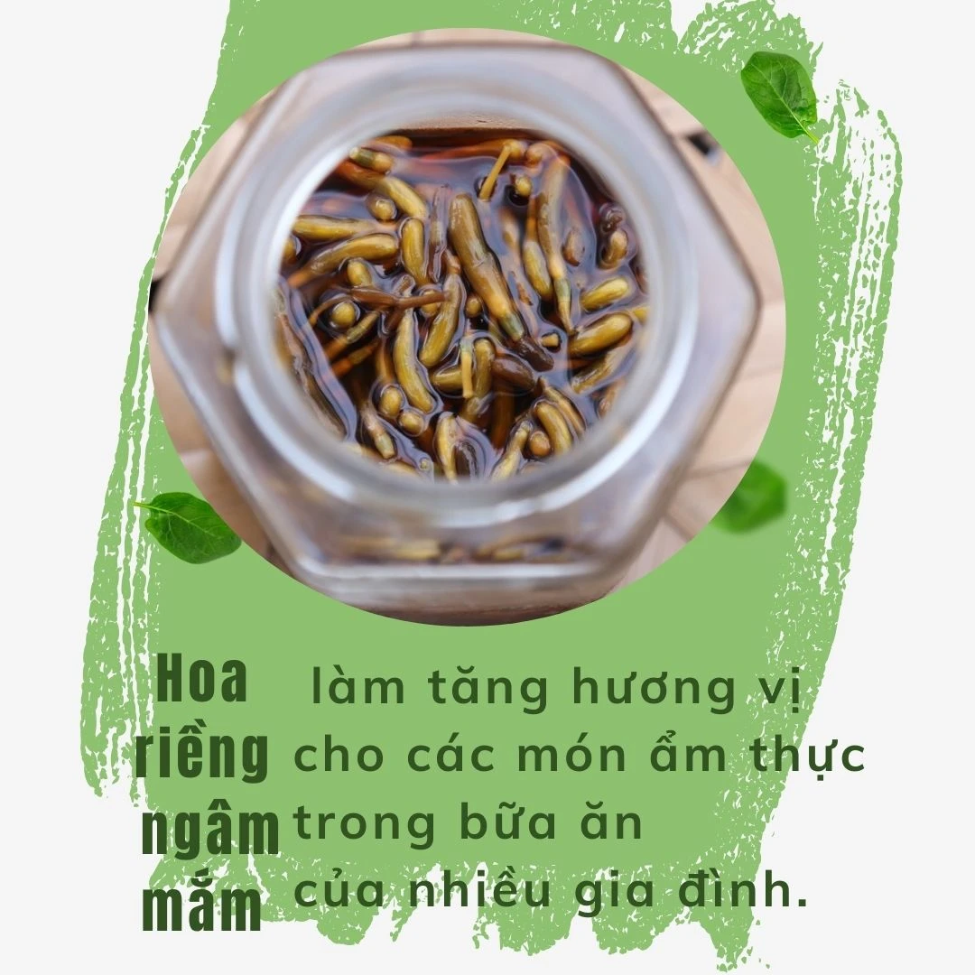 Hoa rieenfg.jpg