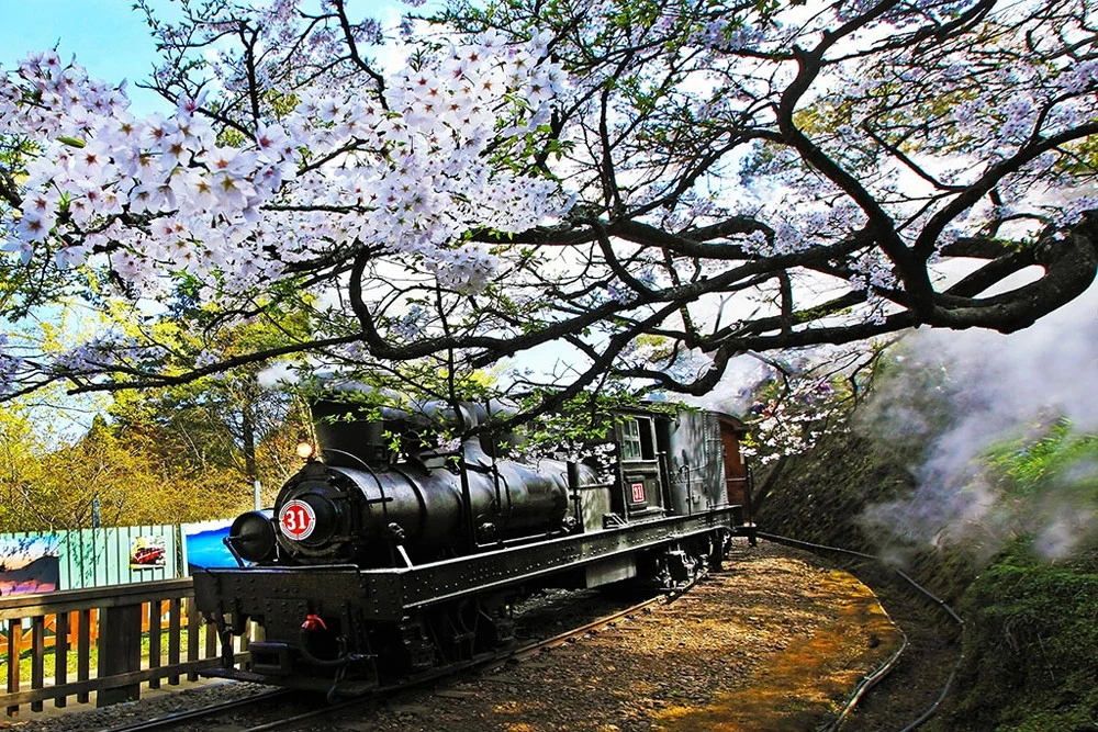 Chuyến tàu xuyên rừng Alishan.