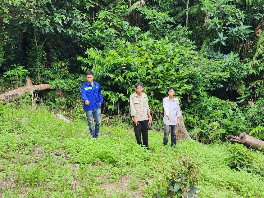 Ba người đàn ông tại khu vực trồng cần sa.
