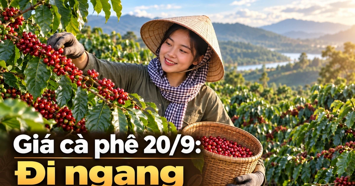 Giá cà phê hôm nay 20/9: Trong nước ổn định, Robusta thế giới phục hồi