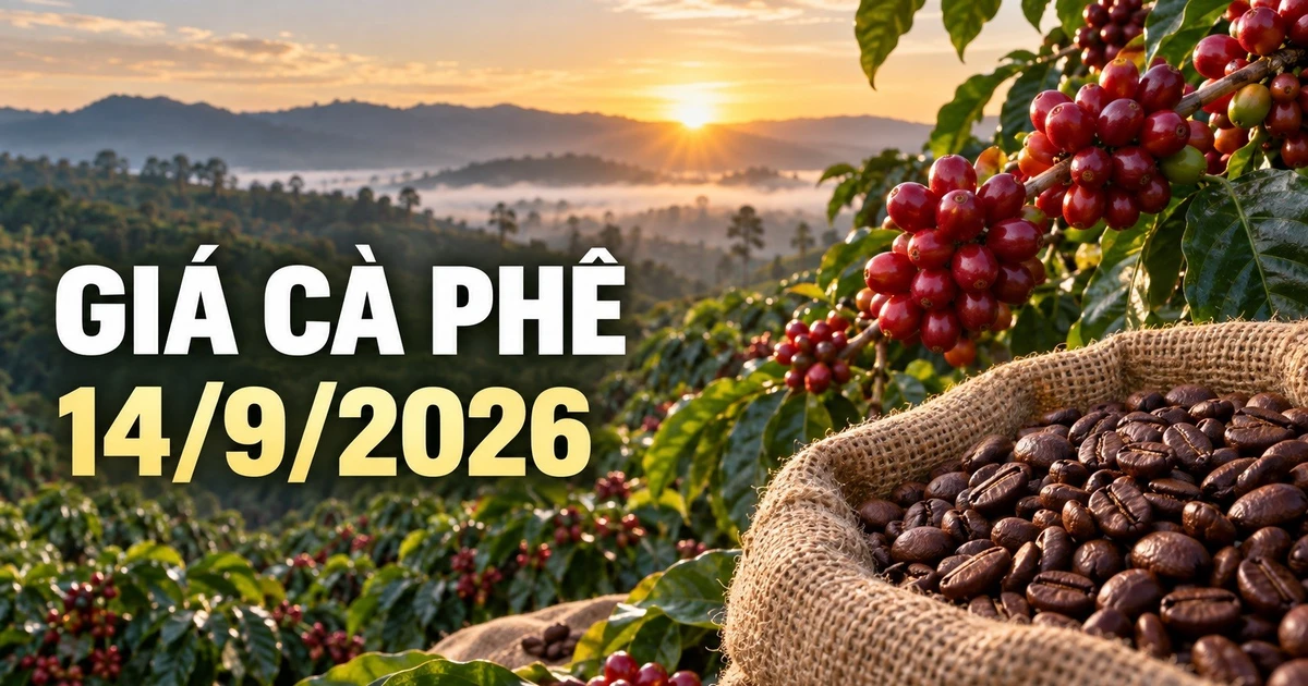 Giá cà phê hôm nay 14/9: Robusta và Arabica cùng giảm