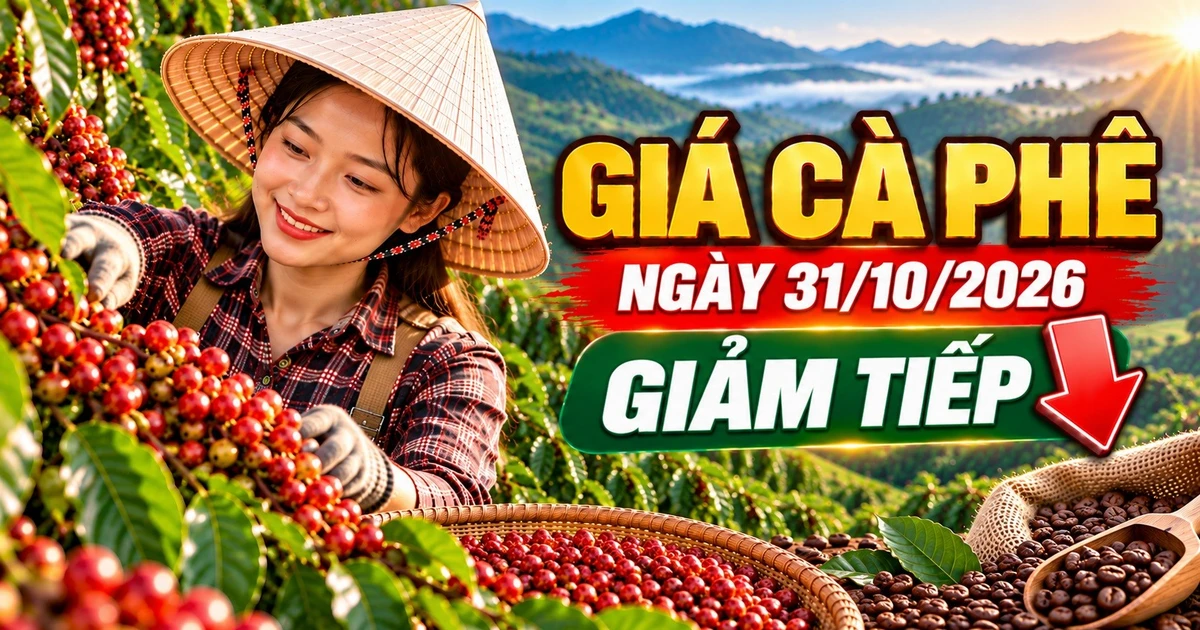 Giá cà phê hôm nay 31/10: Robusta tiếp tục giảm, Arabica quanh 285 cent/lb