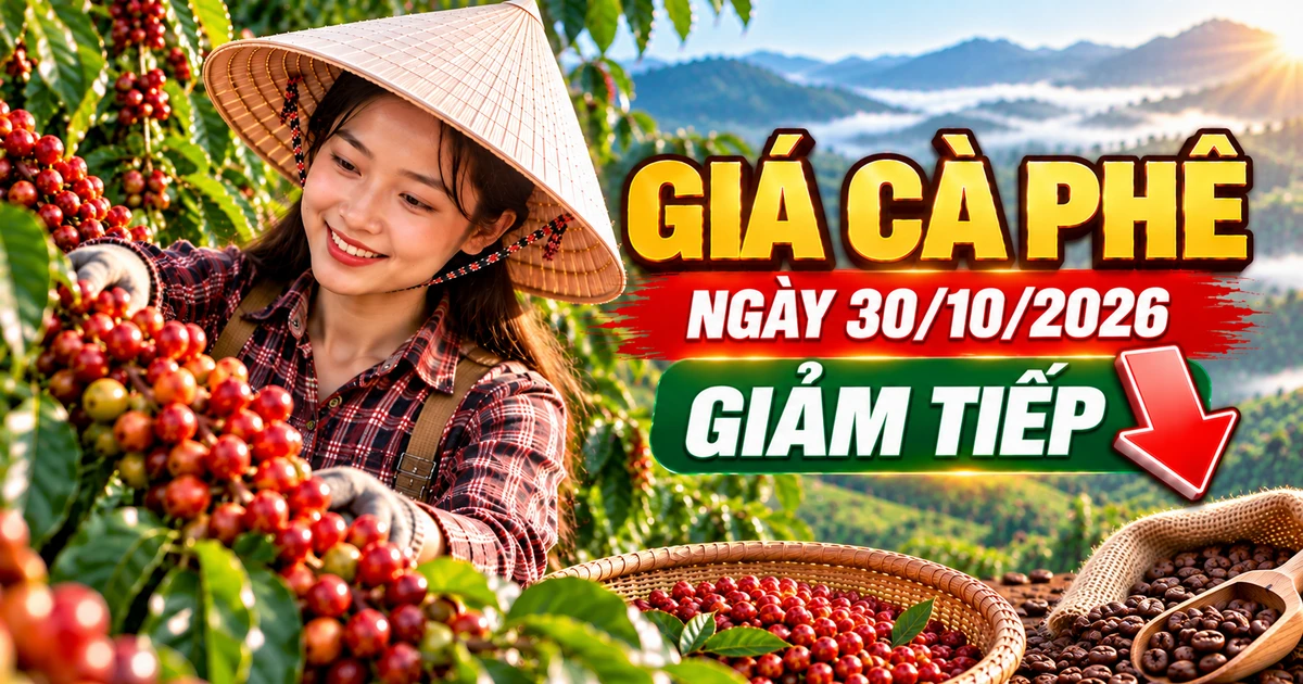 Giá cà phê hôm nay 30/10/2026: Giảm tiếp, thấp nhất còn 88.000 đồng/kg