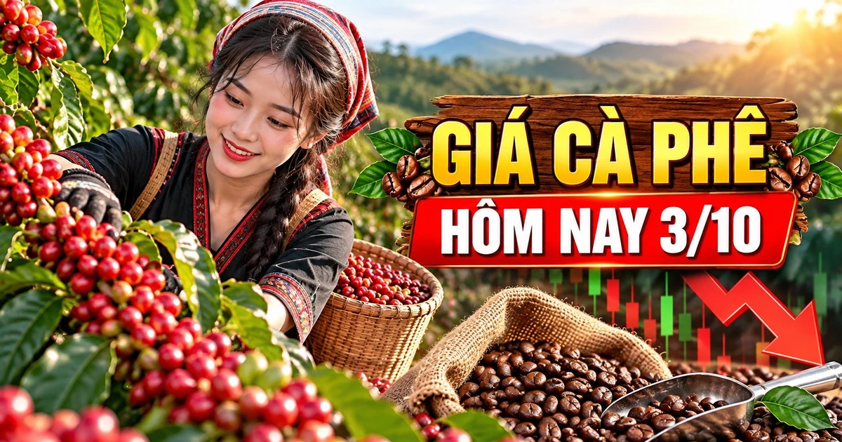Giá cà phê hôm nay 3/10: Giảm 800 đồng/kg, Robusta và Arabica phân hóa