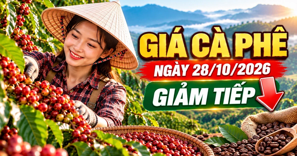 Giá cà phê hôm nay 28/10: Tây Nguyên giảm, thế giới đồng loạt đi xuống