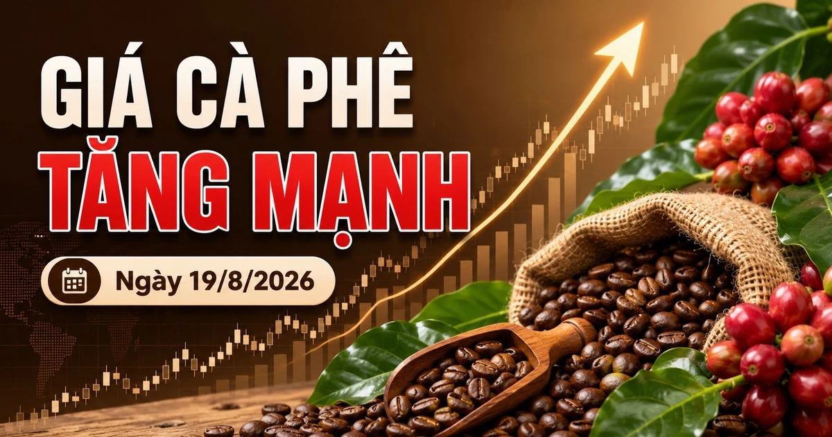 Giá cà phê hôm nay 19/8 bật tăng 1.800 đồng/kg, thế giới tăng mạnh