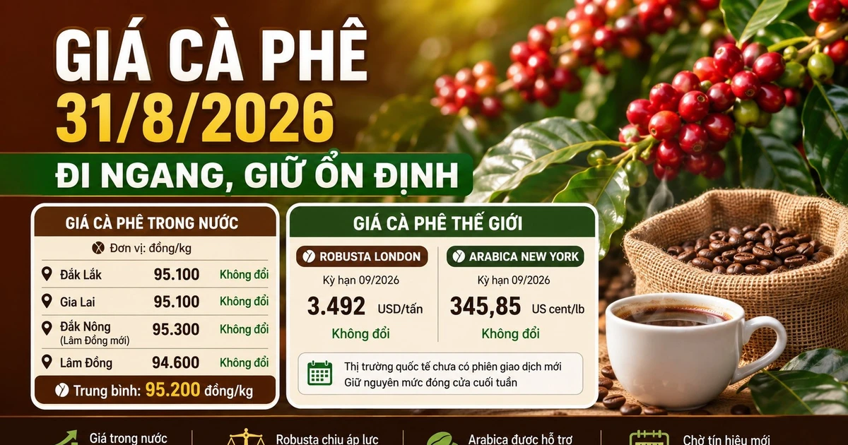 Giá cà phê hôm nay 31/8: Tây Nguyên giữ giá, chờ tín hiệu đầu tuần