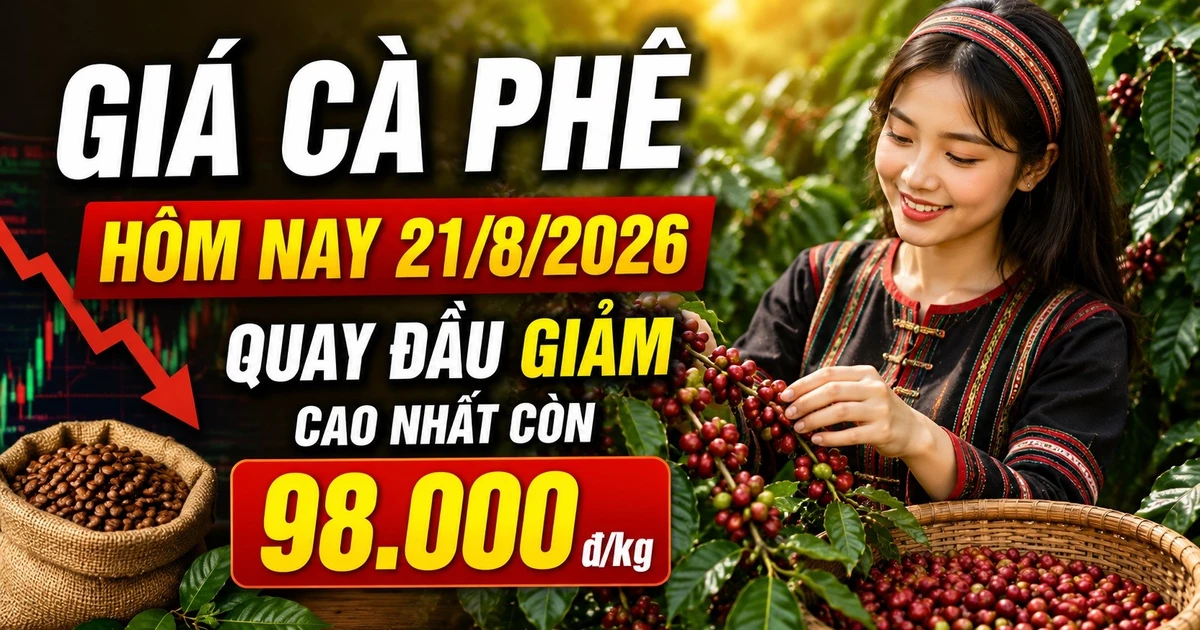 Giá cà phê hôm nay 21/8/2026 giảm, cao nhất còn 98.000 đồng/kg