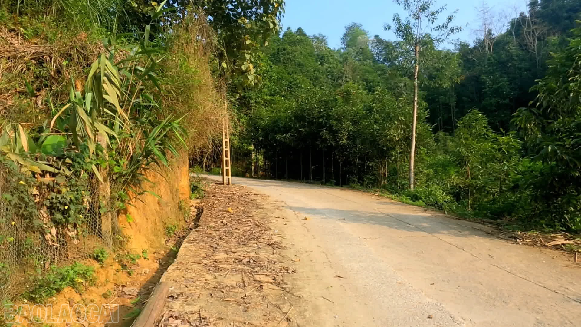 baolaocai-bl_anh-5-cot-dien-tren-tuyen-dduuwownhf-xuan-quang-2-di-coc-man-xa-xuan-quang.png