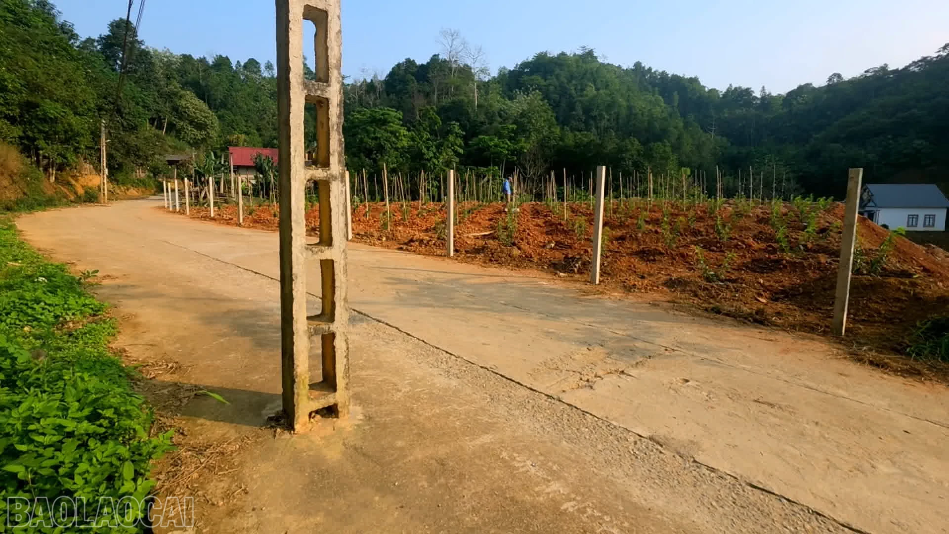baolaocai-bl_anh-3-cot-dien-tren-tuyen-dduuwownhf-xuan-quang-2-di-coc-man-xa-xuan-quang.png