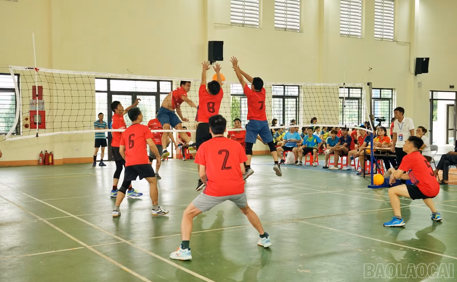 baolaocai-br_bch7.jpg