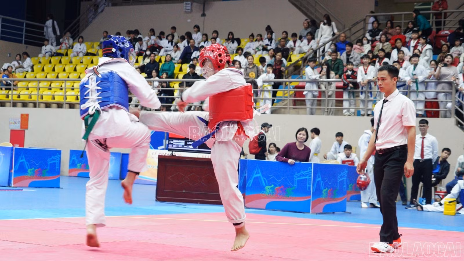baolaocai-c-kmt3.jpg