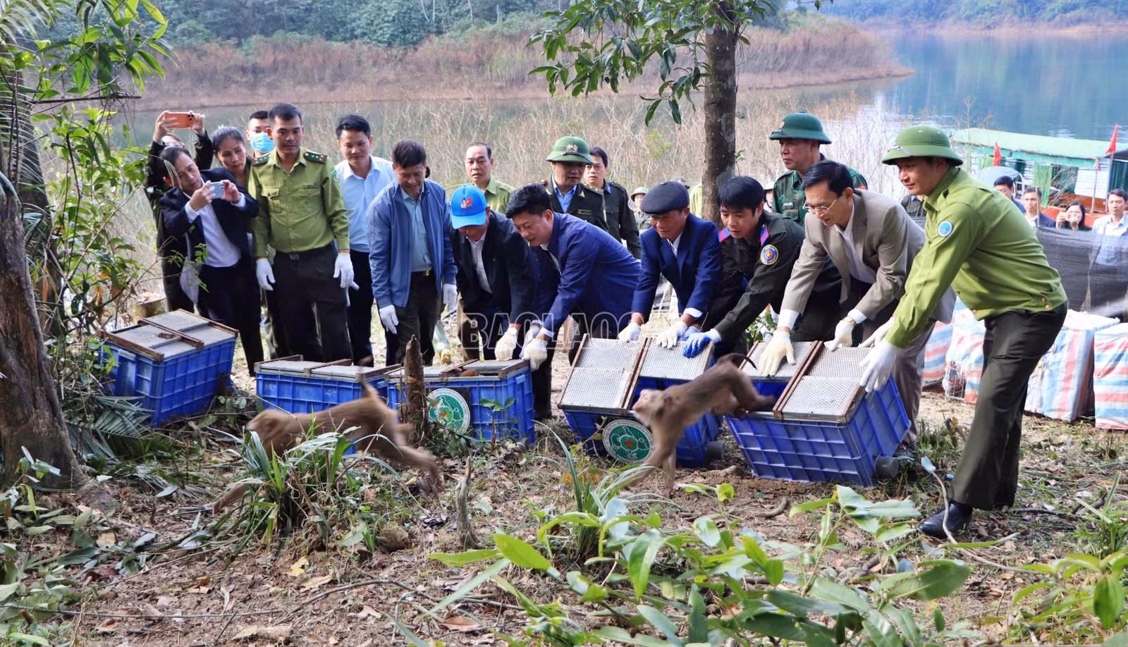 baolaocai-c_vuquang5.jpg