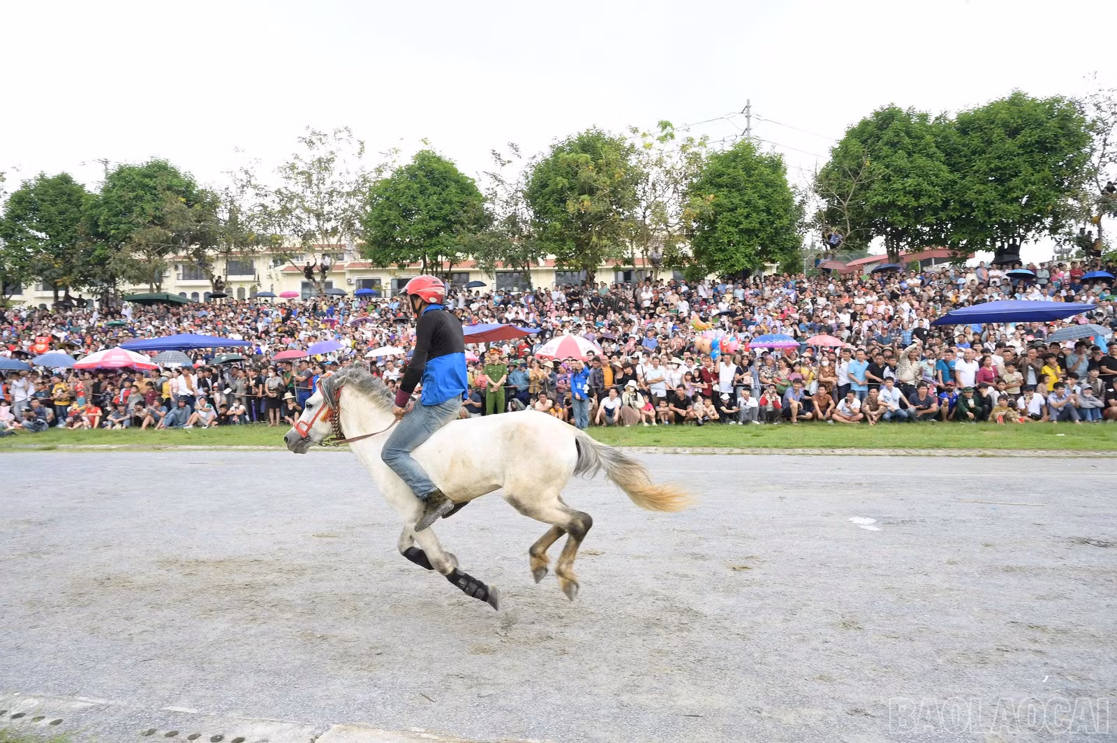 baolaocai-br_z6681143729521-c259404d7fb069b765814aee29fcc22b.jpg
