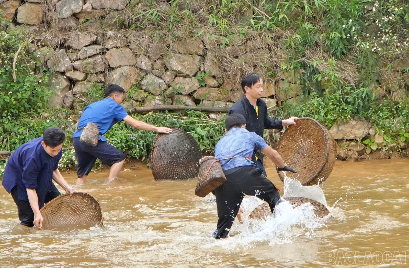 baolaocai-br_ca9.jpg