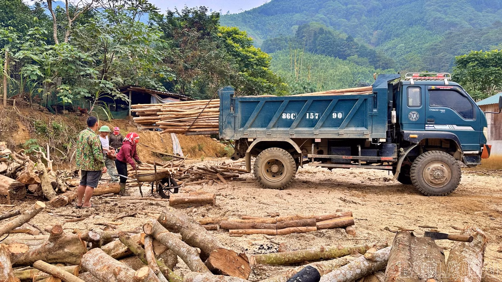 Nguồn củi quế dồi dào tại địa phương giúp mô hình đốt than của anh Dương không lo thiếu nguyên liệu.