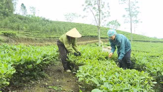 Kịp thời gỡ khó cho vùng chè Bản Lầu 