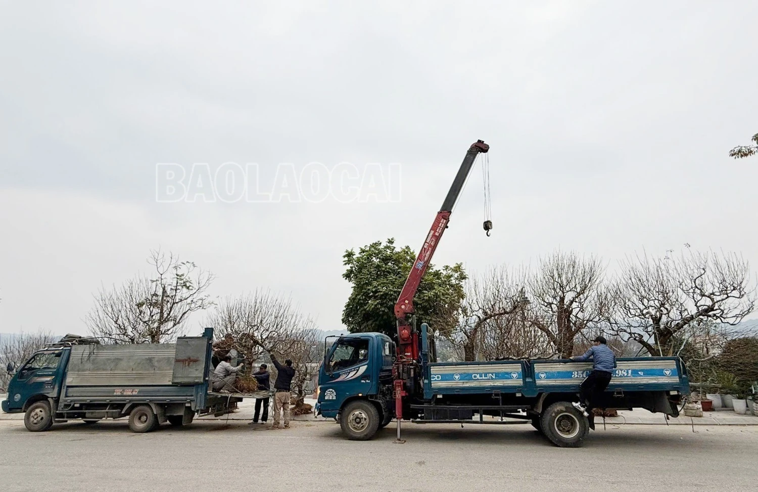 hoaxuan-9-3789.jpg