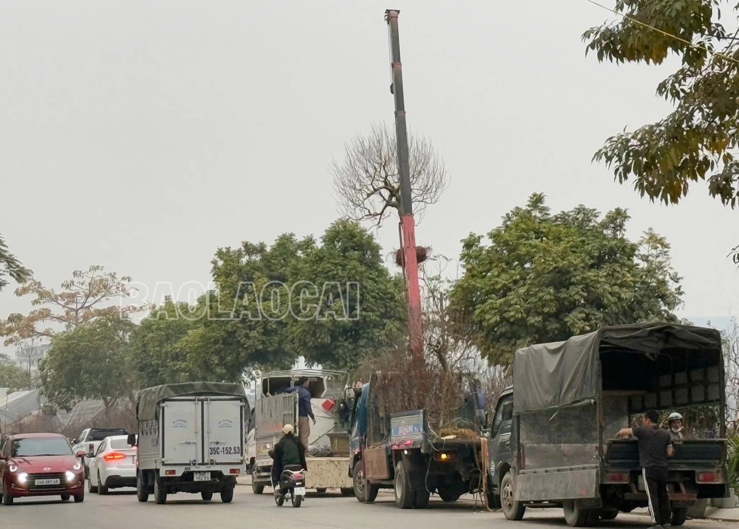 hoaxuan-2-4722.jpg