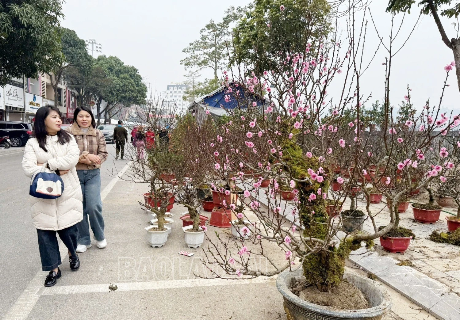 hoaxuan-5-9925.jpg