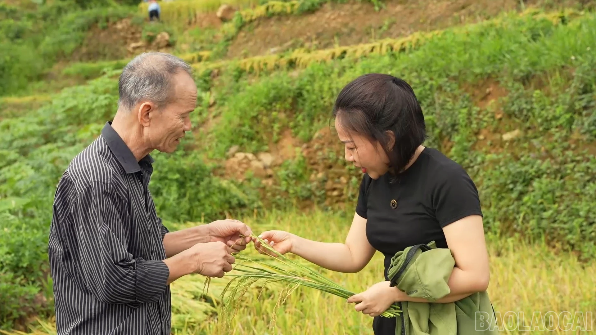 baolaocai-br_can-bo-xa-va-nguoi-dan-chia-se-kinh-nghiem-trong-lua-2-vu.jpg