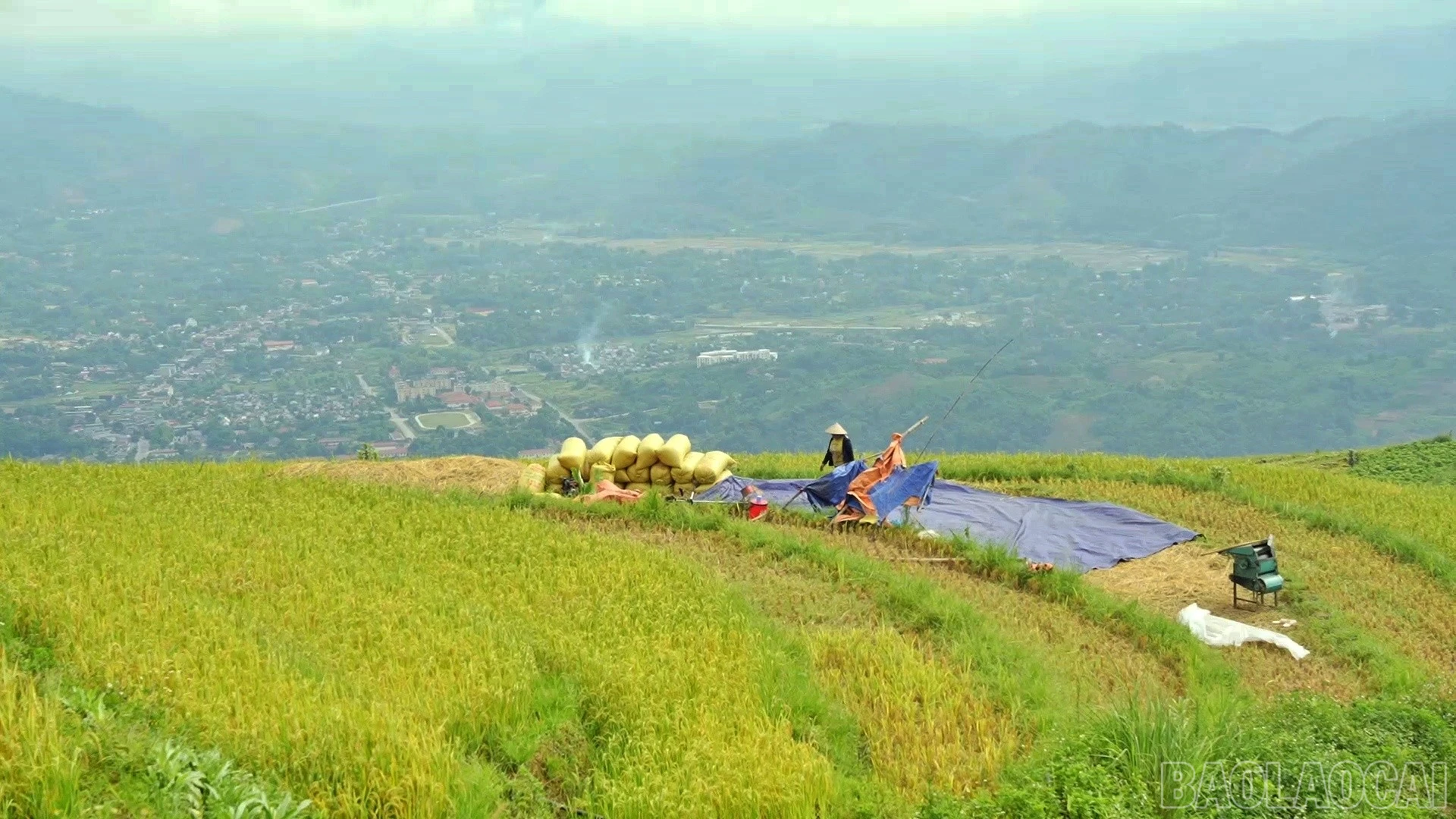 baolaocai-br_nguoi-dan-thon-trat-thu-hoach-lua-nep-do.jpg