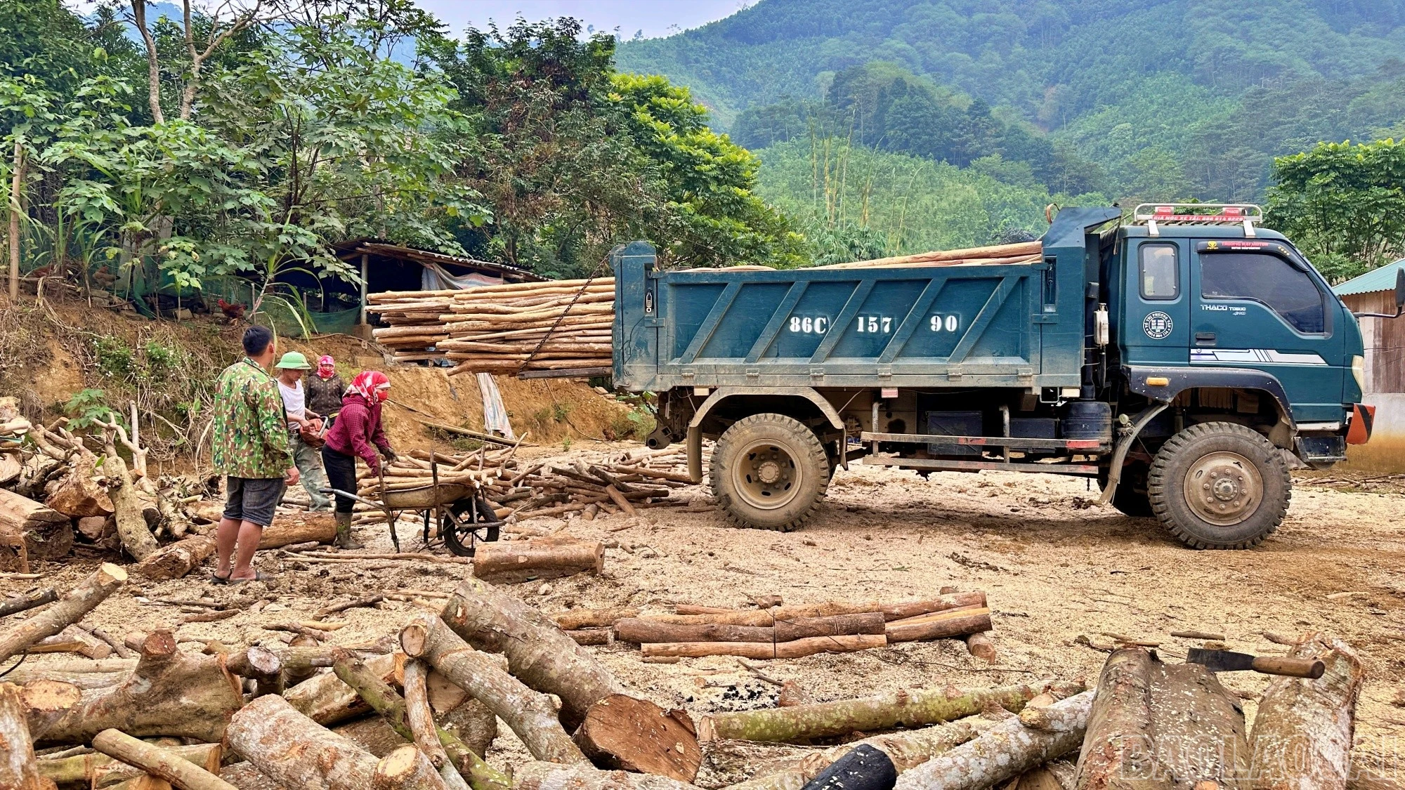 Nguồn củi quế dồi dào tại địa phương giúp mô hình đốt than của anh Dương không lo thiếu nguyên liệu.