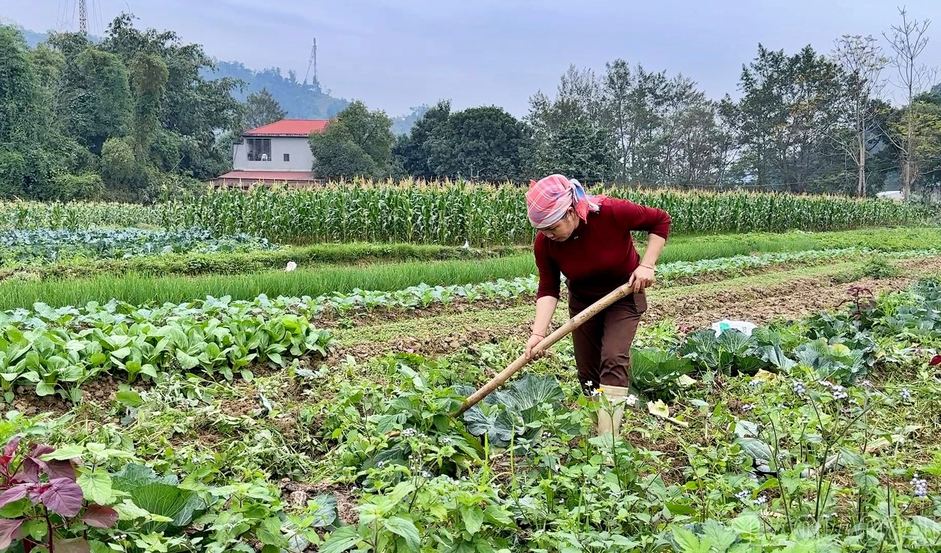baolaocai-br_quang6.jpg