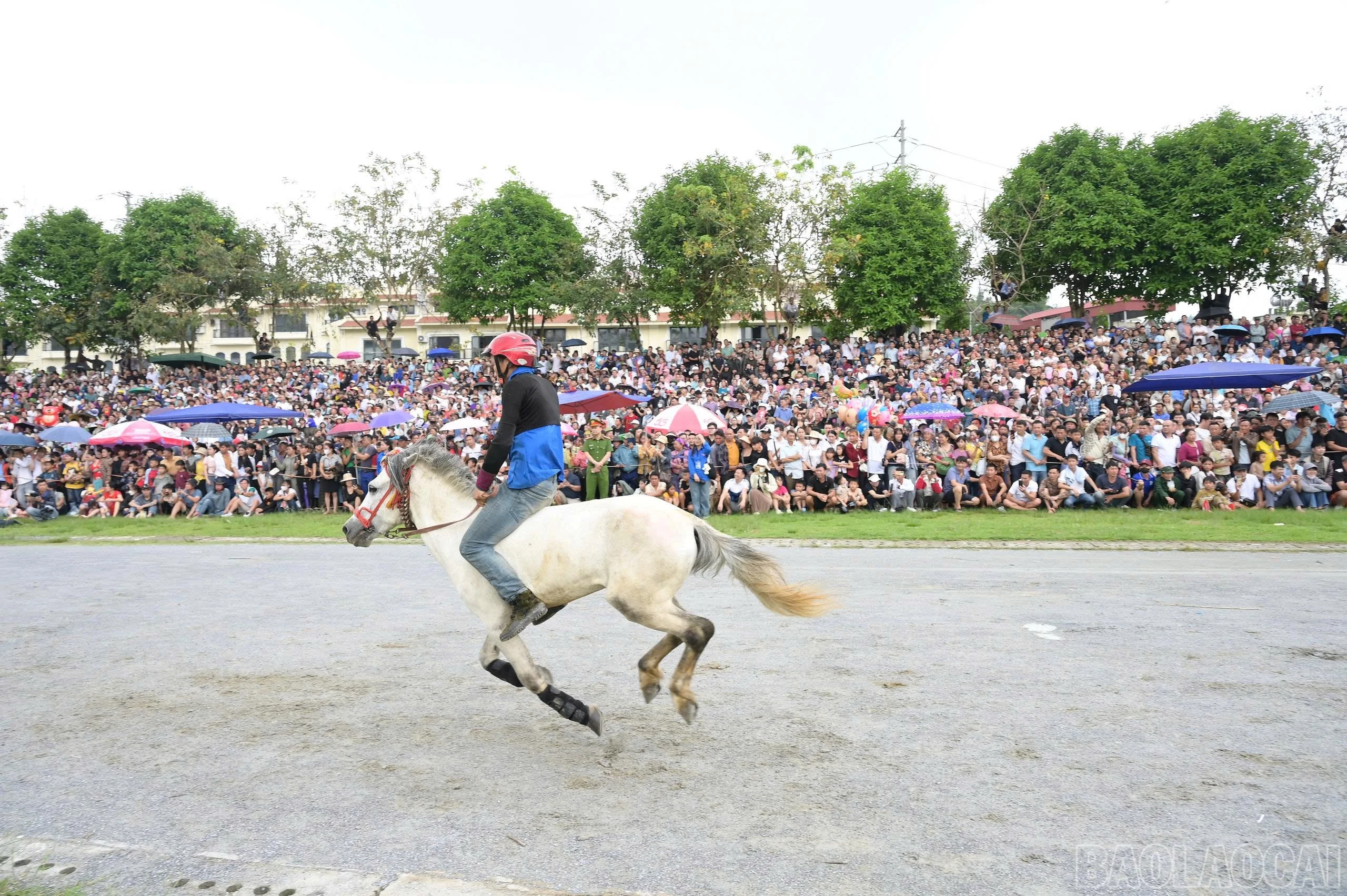 baolaocai-br_z6681143729521-c259404d7fb069b765814aee29fcc22b.jpg