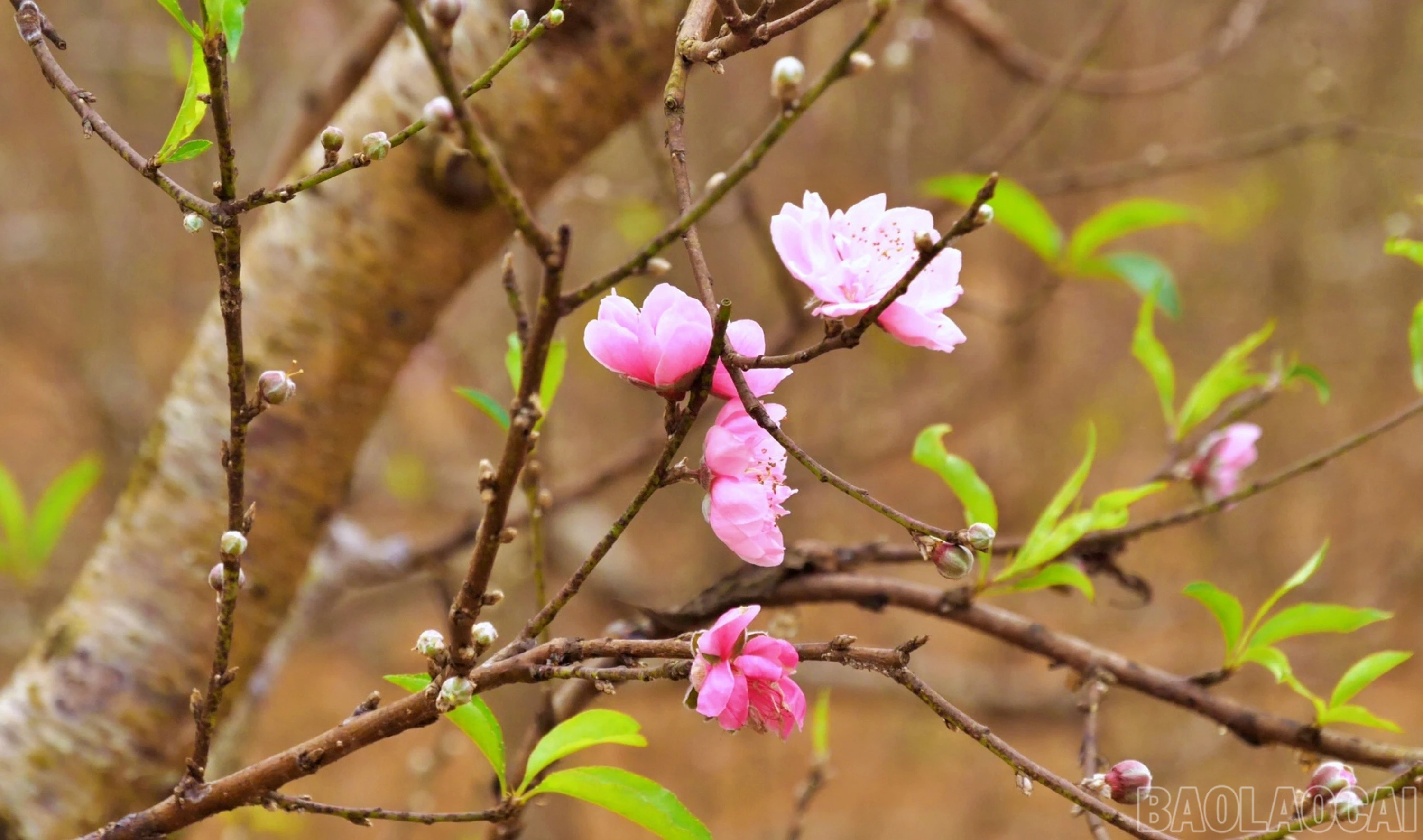 baolaocai-br_themdao1-6509.jpg