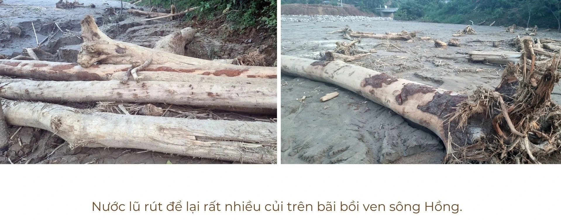 cui ok.jpg