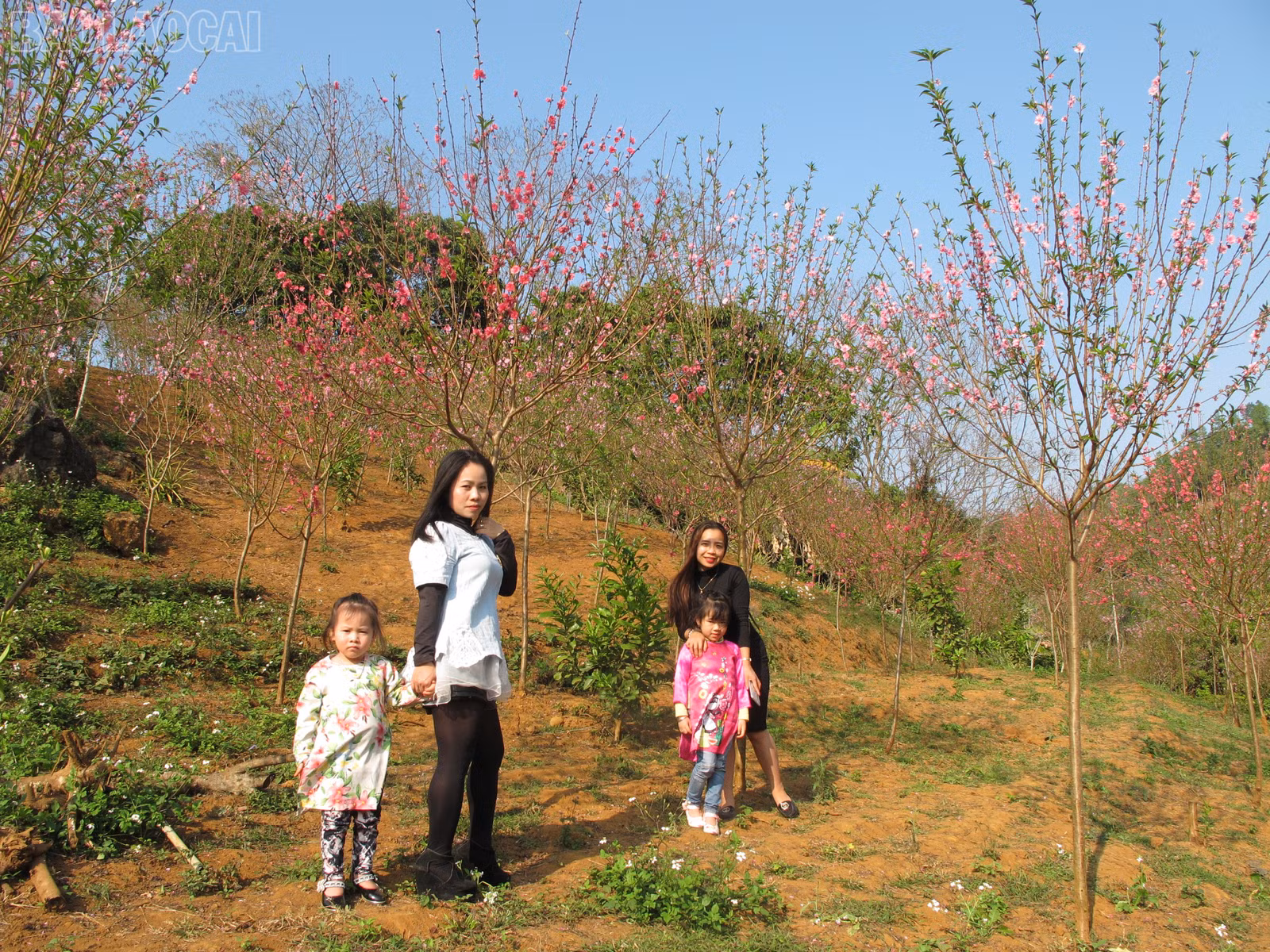 baolaocai-tl_img-8934-1.jpg