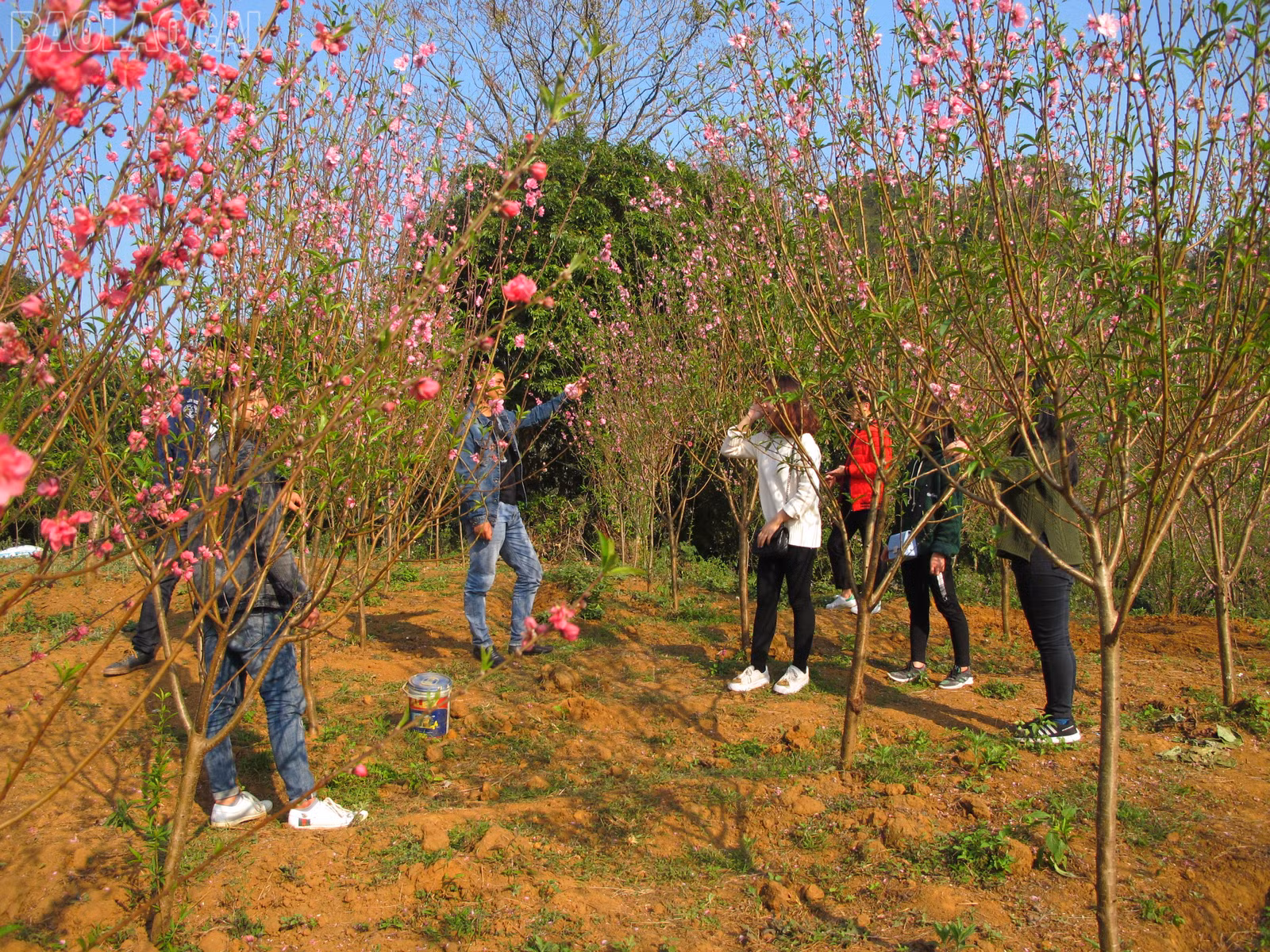 baolaocai-tl_img-8943.jpg