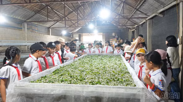 Trấn Yên ra mắt tour du lịch trải nghiệm nông nghiệp xanh năm 2026
