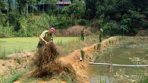 Lào Cai liên tiếp phát hiện, tháo dỡ lưới bẫy chim tại nhiều địa bàn