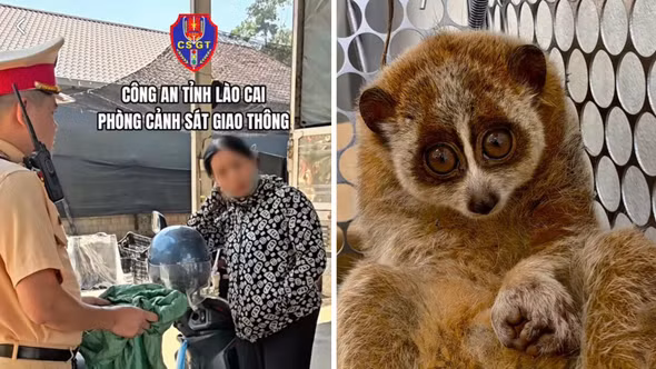 Cảnh sát giao thông Lào Cai: Phát hiện vụ vận chuyển trái phép động vật nguy cấp, quý hiếm