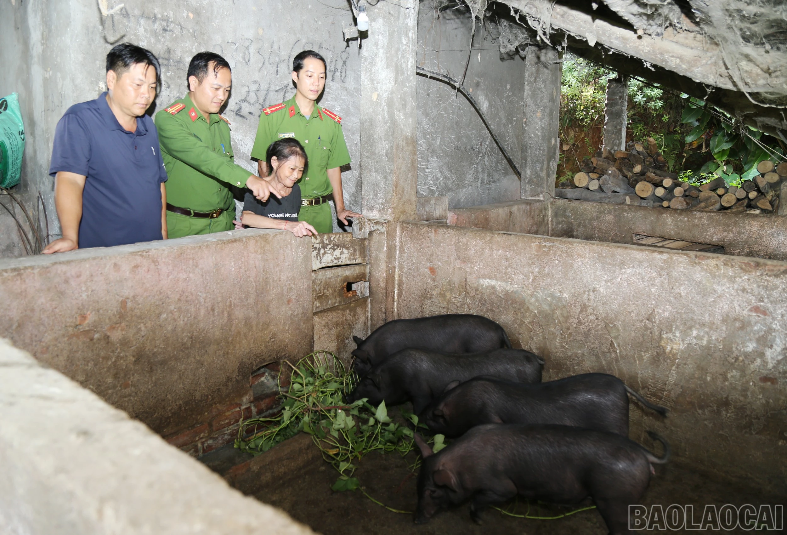 baolaocai-br_0899-1.jpg