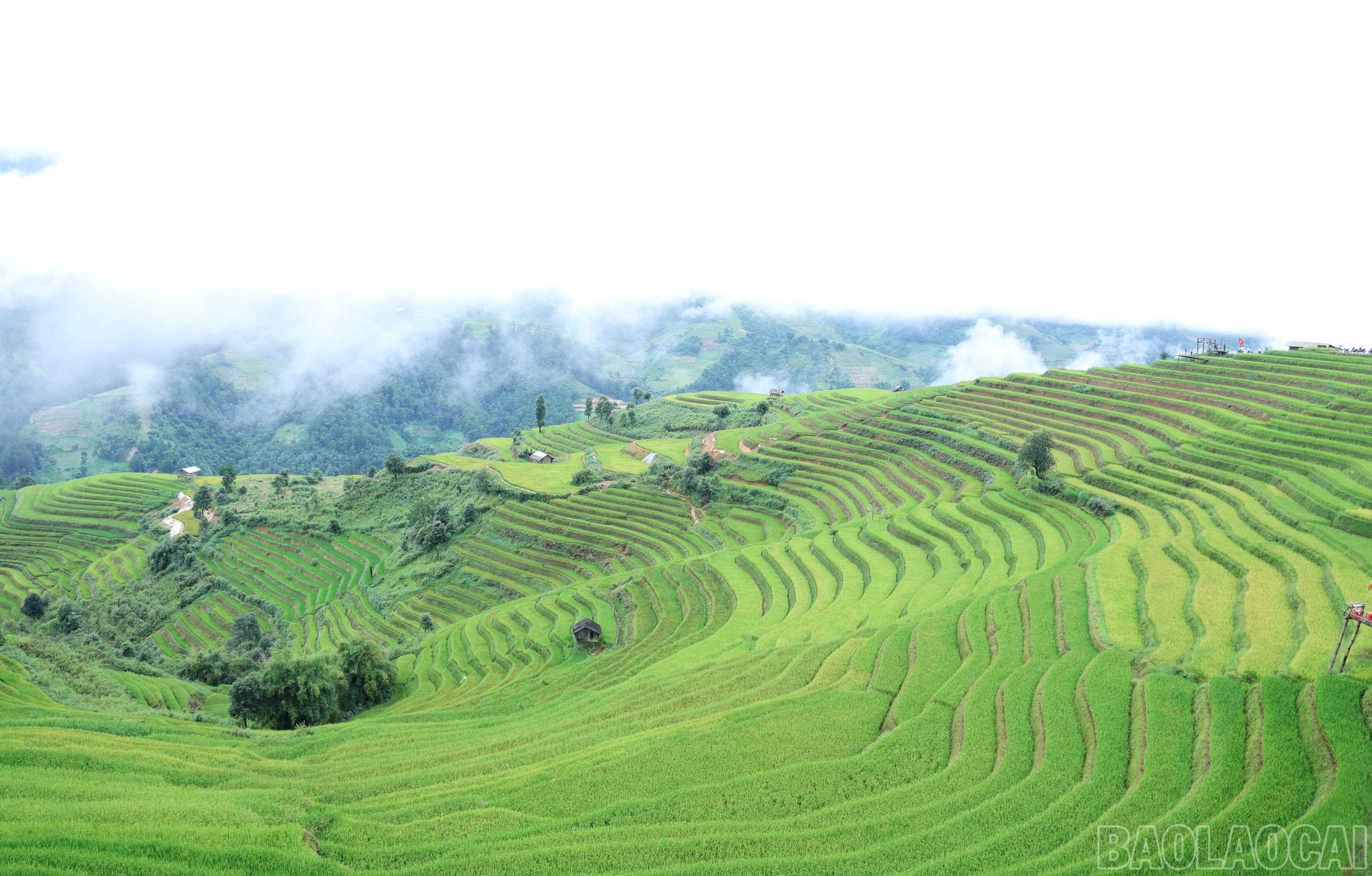 baolaocai-br_img-0849.jpg