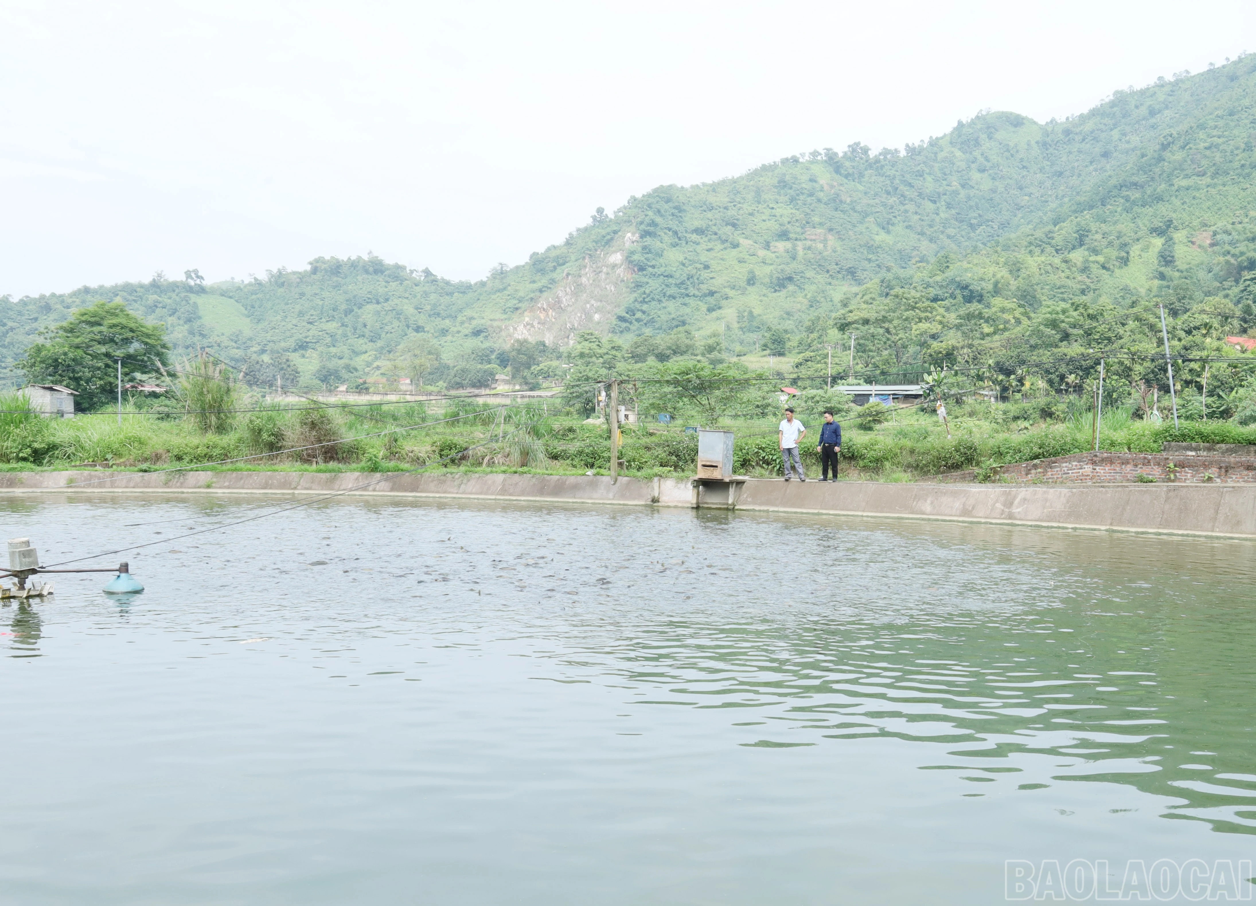 baolaocai-br_7049.jpg